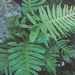 Polypodium interjectum ശീലം