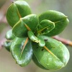 Gaertnera rotundifolia Egyéb