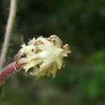 Trifolium subterraneum 果實