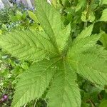 Filipendula rubra Foglia