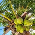 Cocos nucifera Frucht