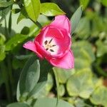 Tulipa agenensis Habit