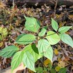 Cornus racemosa Folio