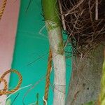 Dendrobium nobile Bark