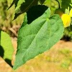 Callianthe picta Yaprak