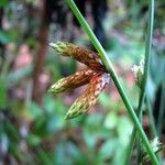 Cyperus laevigatus Fruto