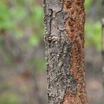 Ximenia americana Bark