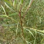 Salix exigua Lapas