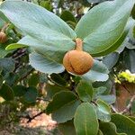 Annona coriacea Kukka