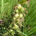 Pedicularis palustris മറ്റ്