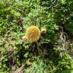 Cirsium erisithales Blomma