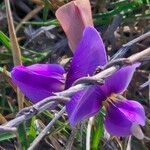 Vigna frutescens Blüte