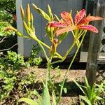 Iris domestica Bloem