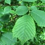 Ulmus glabra Leaf
