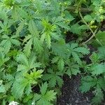 Potentilla norvegica Leaf