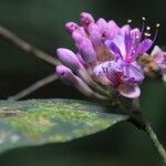 Leonardoxa africana Flower