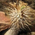 Pachypodium namaquanum ഇല