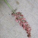 Isertia spiciformis Flower