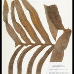 Phlebodium decumanum Leaf