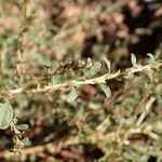 Amaranthus albus 葉