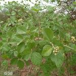 Cordia monoica 叶