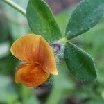 Lotus edulis Lorea