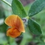 Lotus edulis Flower