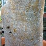 Cyphostemma currorii Ŝelo