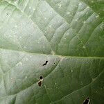 Macaranga corymbosa Blatt