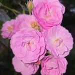 Rosa × damascena फूल