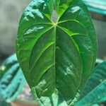 Anthurium nymphaeifolium Blad