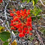 Agelaea pentagyna Плод