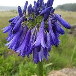 Agapanthus inapertus Kwiat