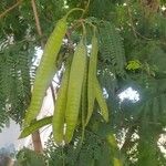 Caesalpinia pluviosa Fruit