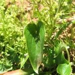 Dioscorea humifusa Blatt