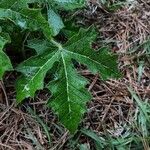 Cnidoscolus urens Leaf