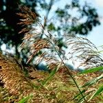 Phragmites australis 葉