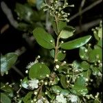 Myrceugenia exsucca Flor