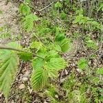 Corylus cornutaBlad