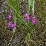 Centaurium pulchellum 整株植物