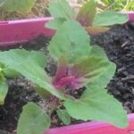 Chenopodium giganteum 葉