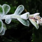 Echeveria pulvinata Blüte