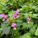 Lamium maculatumപുഷ്പം