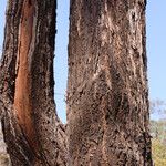 Terminalia stenostachya Bark