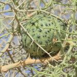 Acanthosicyos horridus Fruit