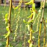 Salix babylonica Floare