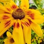 Rudbeckia hirta Flor