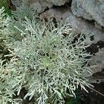 Artemisia arborescensBlad