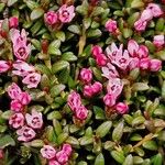 Kalmia procumbens 花