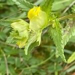 Rhinanthus minor Liść